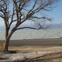 Zhalanashkol Lake (by N. Berezovikov & M. Childebaev)