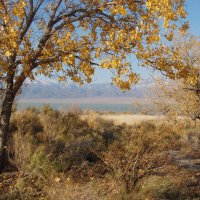 Autumn. Alakol. Lake by Berezovikov&Childebaev