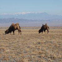 Desert near lakes (by N. Berezovikov & M. Childebayev)