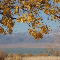 Golden Autumn in Zhalanashkol Lake ( by N. Berezovikov & M. Childebayev)