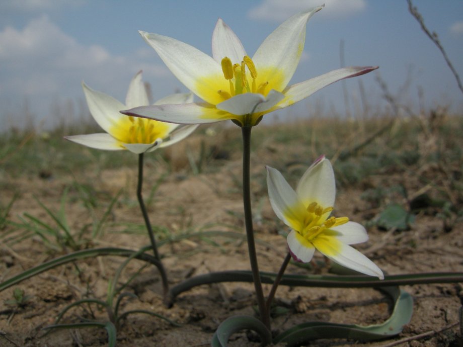 Тюльпан двуцветковый. Тюльпан поникающий (Tulipa Patens). Тюльпан двуцветковый Tulipa biflora. Тюльпан двуцветковый Крым. Калмыцкий двухцветковый тюльпан.